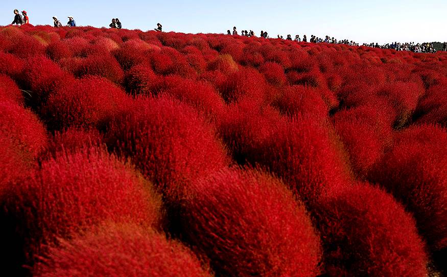 Хитачинака, Япония. Люди идут по полю, где растет кохия веничная 