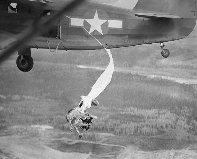 Сибирские хаски на службе ВВС США в 1940-х годах искали летчиков, потерявшихся в пустыне. На место поисков собаки десантировались с воздуха вместе с армейским хирургом