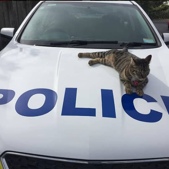 Кот Сникерс служит в полиции полуострова Унгапараоа, Новая Зеландия. Выполняет обязанности штатного психолога — помогает потерпевшим и сотрудникам свое отделения справиться с стрессом. С 2017 году у кота есть своя страничка в Instagram