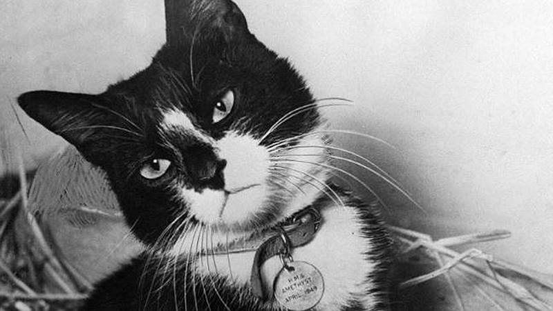 Саймон — корабельный кот военного шлюпа «Аметист» Королевского флота Великобритании. Был найден на верфях Гонконга и принят на службу в 1948 году. В апреле 1949 года во время перестрелки с китайцами на реке Янцзы был серьезно ранен шрапнелью. За поднятие боевого духа и сохранение припасов от крыс был награжден медалью Марии Дикин, высшей британской наградой для животных, медалью Синего креста, медалью за поход «Аметиста», и даже получил необычное звание «Кот — отличник морской службы»