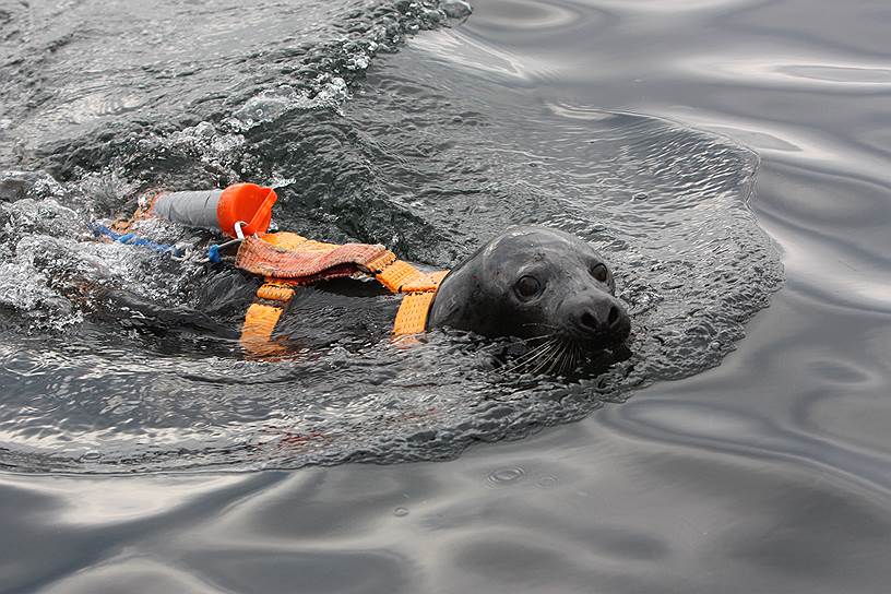 Российские боевые тюлени проходят обучение под надзором ученых Мурманского морского биологического института на полигоне Красные Камни на Кольском полуострове. По окончании курса молодого бойца они могут обследовать корабли, заниматься поисковыми работами, патрулировать акваторию