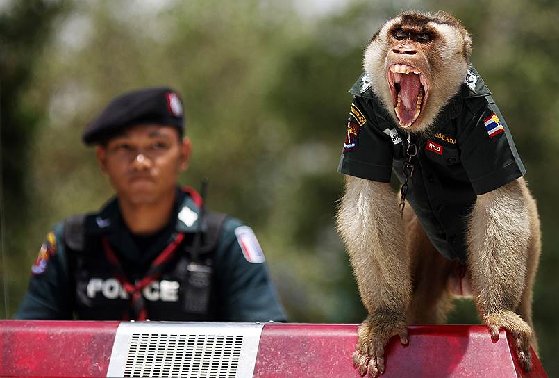 Макака Сантисук — талисман дорожно-патрульной службы тайской провинции Сайбури. Его имя в переводе означает «мирное счастье». Заступил на пост в апреле 2010 года