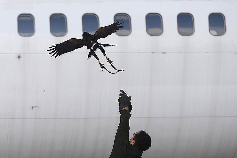 С 1966 года соколы охраняют от птиц аэропорт в Лассимуте, Шотландия. Соколиные бригады несут службу в аэропортах Сербии, а также вместе с ястребами следят за порядком в московских аэропортах Домодедово и Внуково 