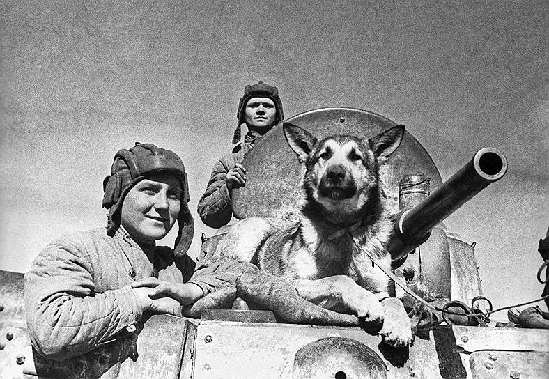 Во время Второй мировой войны немецкая овчарка Джульбарс обнаружила 7468 мин и около 150 снарядов, но из-за ранения не могла участвовать в Параде Победы. В итоге Иосиф Сталин приказал пронести ее по Красной площади на своей шинели