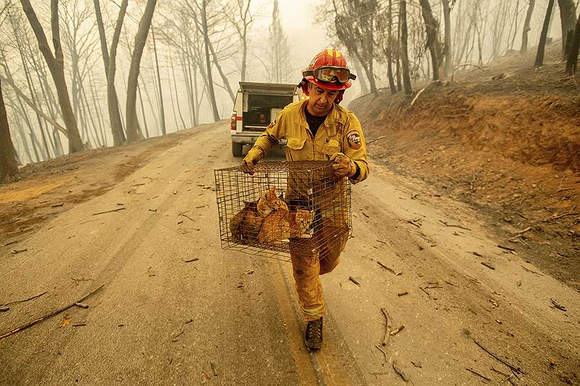 Пожарный помогает спасать от огня домашних животных