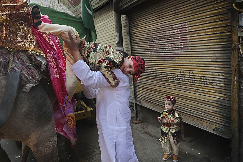 Нью-Дели, Индия. Местный житель пытается положить своего сына на верблюда 

