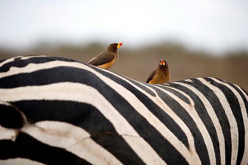 Найроби, Кения. Зебра и птички в национальном парке 