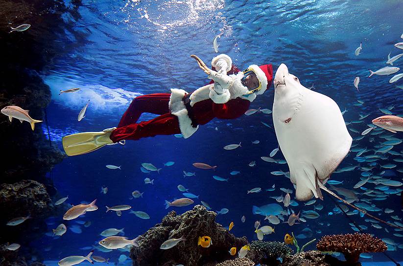 Токио, Япония. Дайвер в костюме Санта-Клауса в океанариуме Sunshine Aquarium