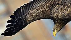 Прокуратуру просят защитить права орлана