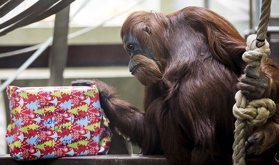 Штутгарт, Германия. Орангутан открывает подарок, заполненный орешками, изюмом и древесной стружкой, в местном зоологическом саду 