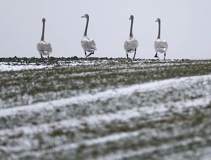 Ройтлингендорф, Германия. Лебеди гуляют по полю 