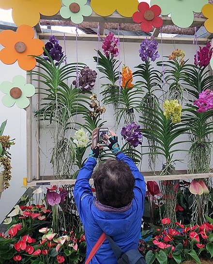 В личном павильоне принцессы Нидерландов Беатрикс размещается экспозиция орхидей. На тысяче квадратных метров можно увидеть самые необычные цветки, из которых собраны уникальные композиции