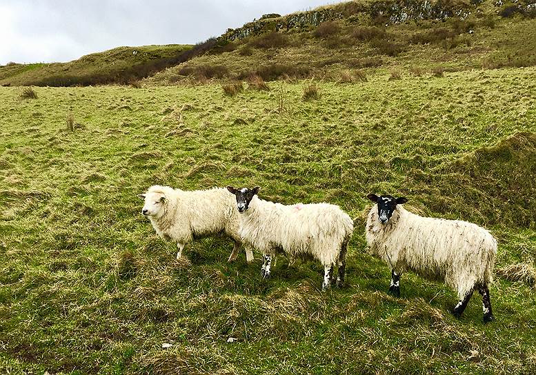 Овцеводством в Ирландии занимаются много веков. Сейчас туристы в ирландской глубинке могут увидеть шоу пастушьих собак (бордер-колли) и стрижки овец. Если в былые времена стригаль мог ножницами за день остричь не более двух десятков овец, то теперь овец стригут под машинку. Туристы за то, чтобы посмотреть, как густо обросшее животное превращается в голое, на котором ставят клеймо, готовы платить