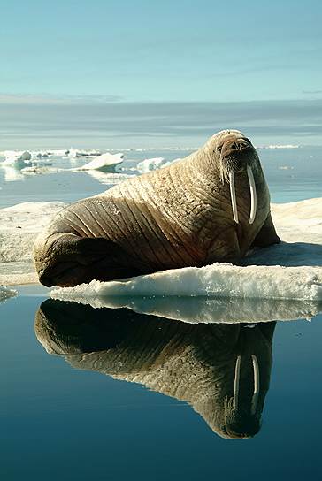 &lt;b>Атлантический морж&lt;/b> обитает в экорегионе Баренцева моря, а также в районе берегов Арктической Канады, Гренландии, Шпицбергена. Популяция этих моржей сокращается из-за освоения шельфа нефтегазовыми компаниями и коммерческого промысла. Предположительно, численность особей по всему миру не превышает 20 тыс., в России — 2 тыс. 