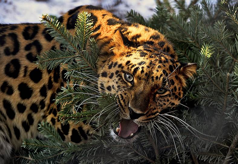 &lt;b>Дальневосточный леопард&lt;/b> обитает в районе границы России, Китая и Северной Кореи. В 1990-е годы в Приморье из-за отстрела и уничтожения мест обитания в природе осталось всего 30-40 особей. К настоящему времени благодаря разведению леопардов в неволе удалось увеличить популяцию до 110 животных