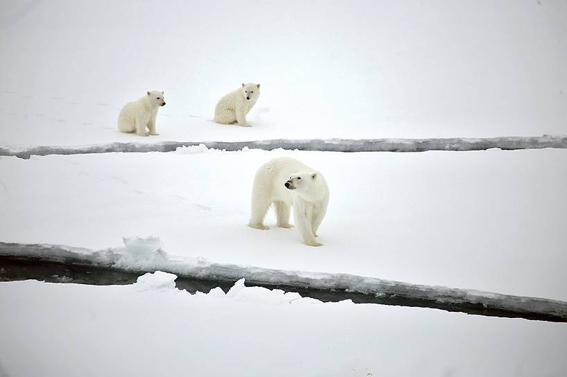 &lt;b>Белый медведь&lt;/b> — символ Арктики, второй по величине сухопутный хищник планеты. Сейчас в мире насчитывается от 22 до 31 тыс. животных. По данным WWF, к 2050 году популяция этого вида может сократиться на 30%. Основными угрозами являются загрязнение окружающей среды, браконьеры, глобальное потепление