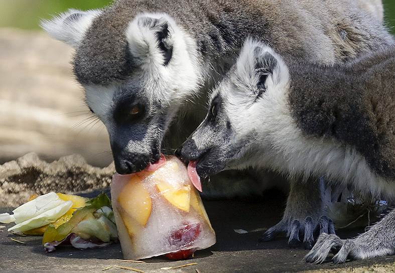 Рим, Италия. Лемуры едят фруктовый леденец в зоопарке