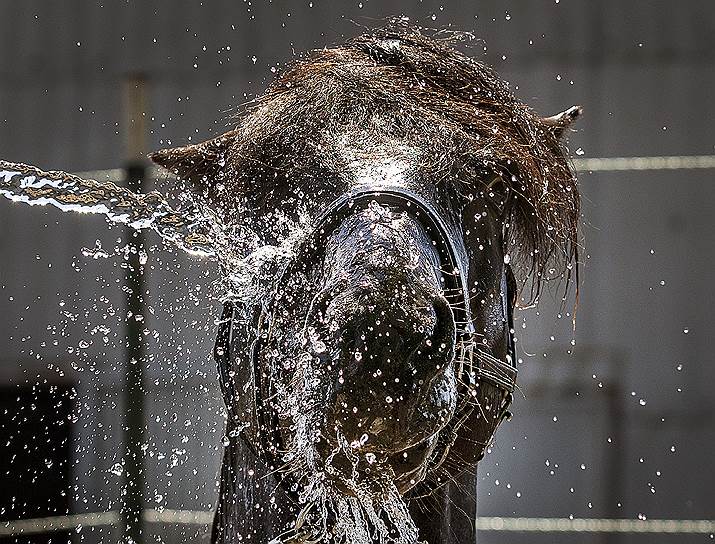 Верхайм, Германия. Исландскую лошадь поливают водой в жару