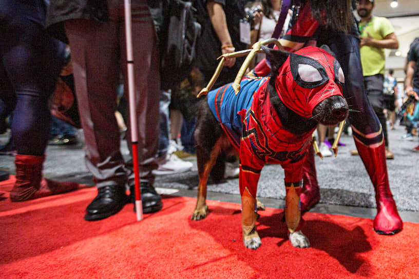 Собака на фестивале, одетая в костюм Человека-паука