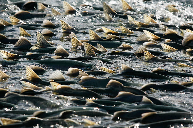 Часть диких лососей, приходящих на нерест, имеет предков, выращенных в неволе. С каждым годом процент таких рыб возрастает