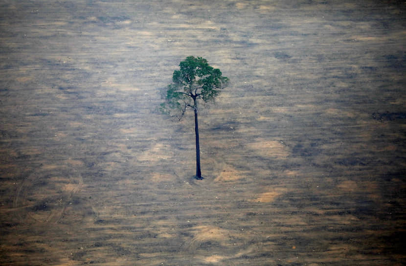 Штат Рондония, Бразилия. Местность, где происходила вырубка леса