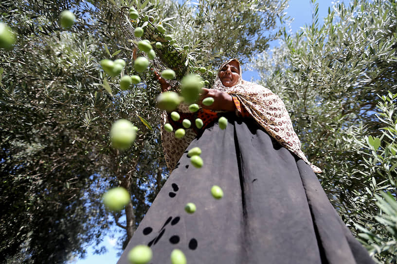 Сектор Газа, Палестина. Женщина собирает оливки