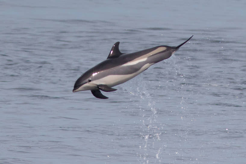 Численность атлантических белобоких дельфинов, встречающихся в северных водах европейской части России, составляет всего 200—300 тыс. особей. Однако этот вид также может остаться без особого статуса