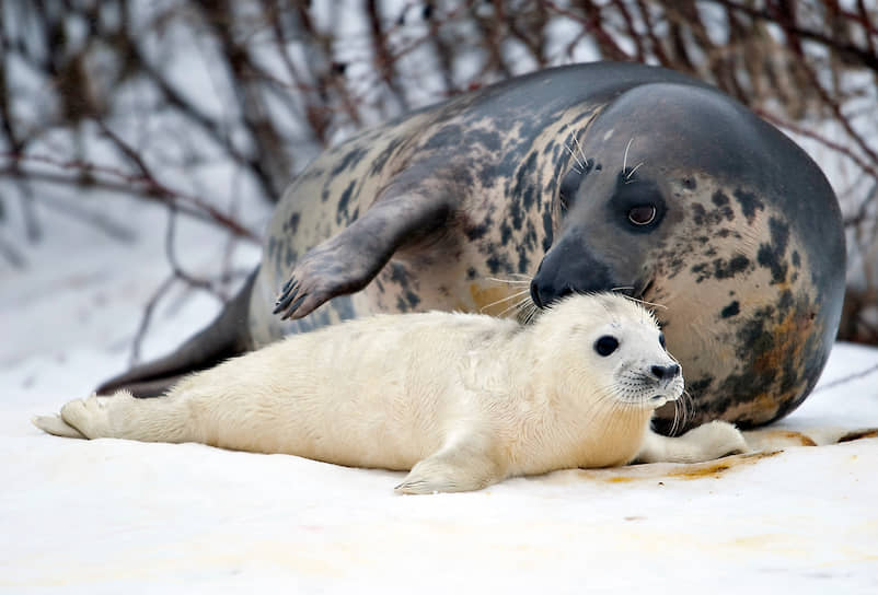 Популяция длинномордого тюленя в мире составляет 120—170 тыс. голов. В России вид пока охраняется государством, но скоро его статус может измениться