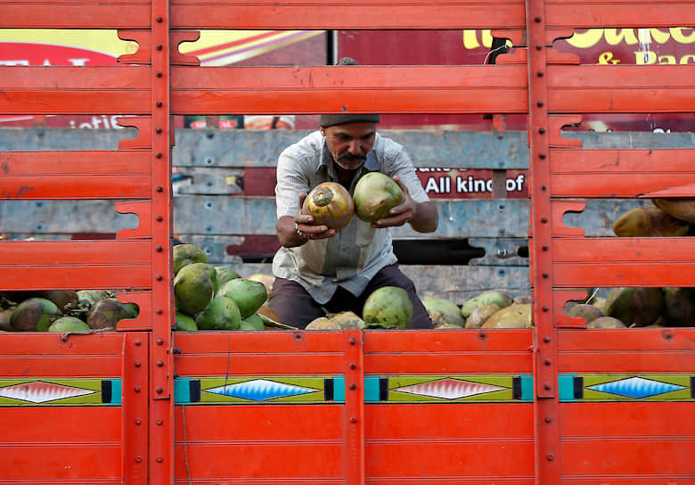 Ахмедабад, Индия. Мужчина разгружает машину с кокосами на рынке