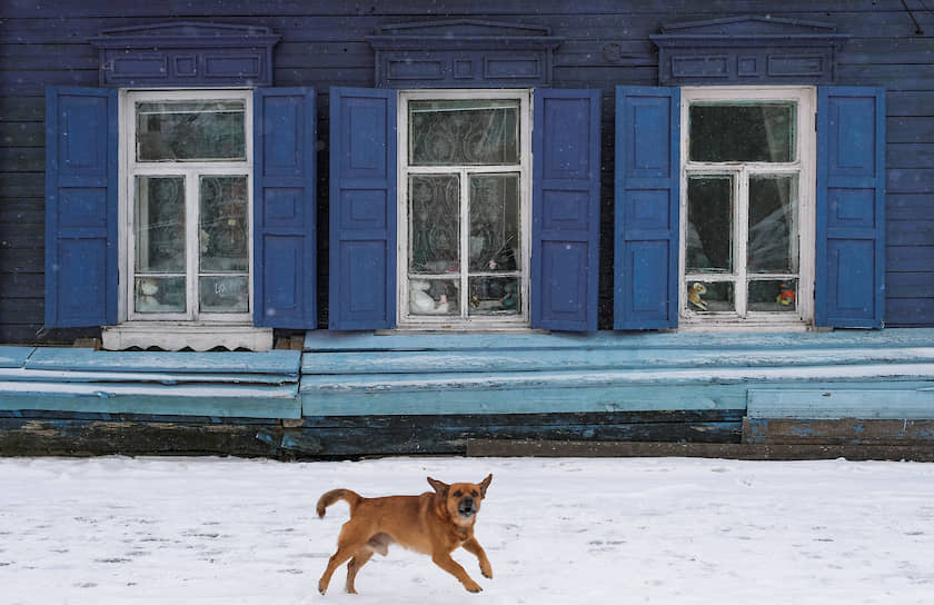Благовещенск, Россия. Собака лает около дома с резными наличниками