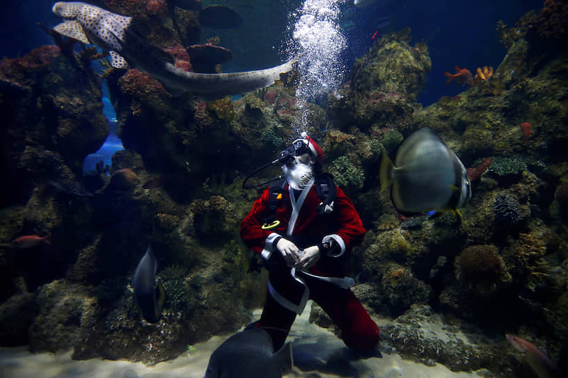 Кора, Мальта. Дайвер, наряженный Санта-Клаусом, кормит рыб в аквариуме
