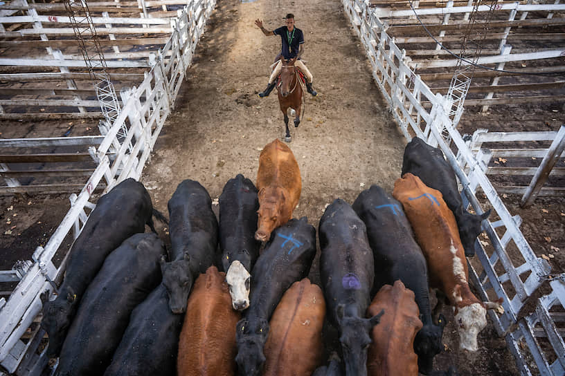 Буэнос-Айрес, Аргентина. Пастух со стадом коров