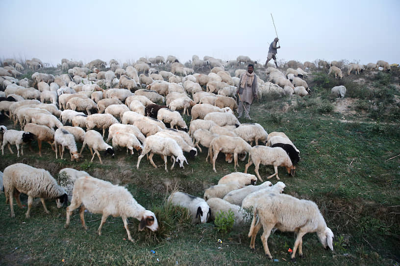 Рай-Барели, Индия. Пастухи пасут овец 