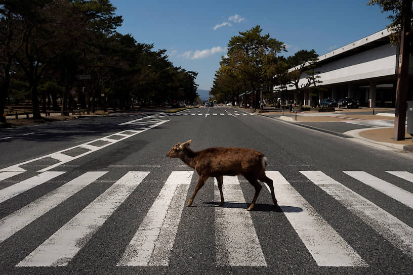 Нара, Япония. Олень прогуливается по городу