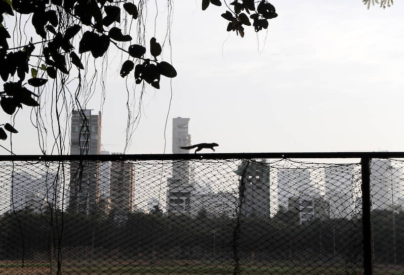 Мумбаи, Индия. Власти города ввели довольно жесткие меры для борьбы с коронавирусом. Это не могло не отразиться на жизни городских животных
&lt;br>На фото: белка скачет по забору опустевшего городского парка
