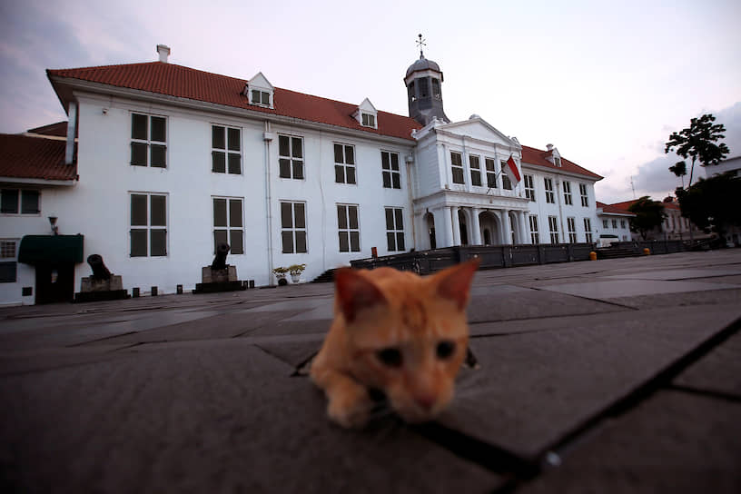 Джакарта, Индонезия. Кошка возле Исторического музея 