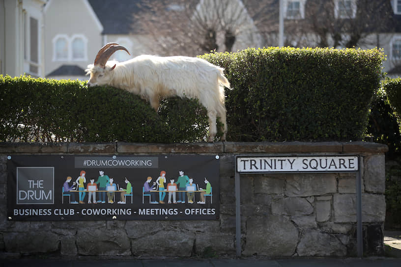 Лландидно, Великобритания. В рационе коз уэльсского городка появились живые изгороди, пока люди боятся выйти из дома из-за эпидемии COVID-19