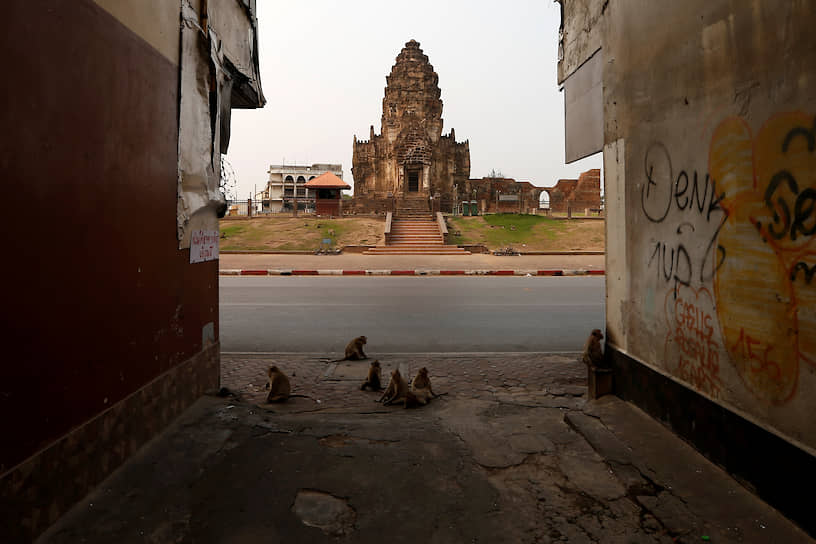 Лопбури, Таиланд. Обезьяны гуляют по опустевшим туристическим объектам, таким как храм Пранг Сам Йод