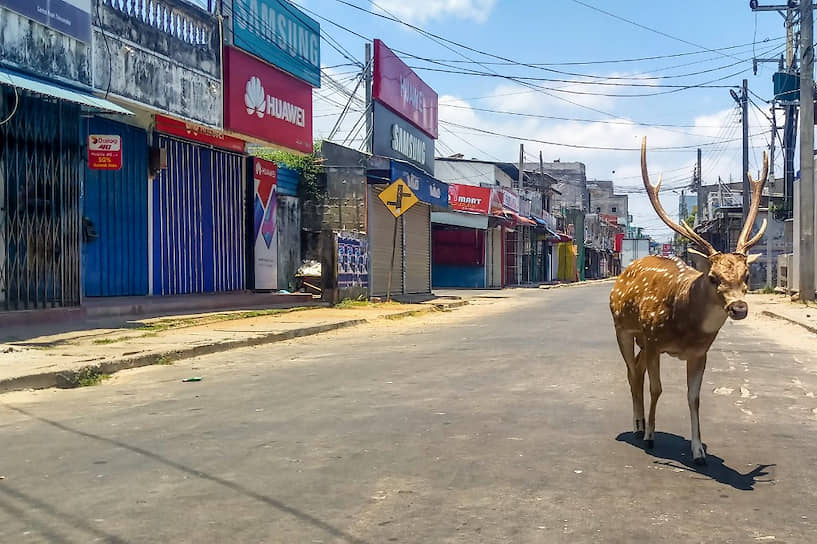 Тринкомали, Шри-Ланка. Дикий олень бродит по пустынному городу 