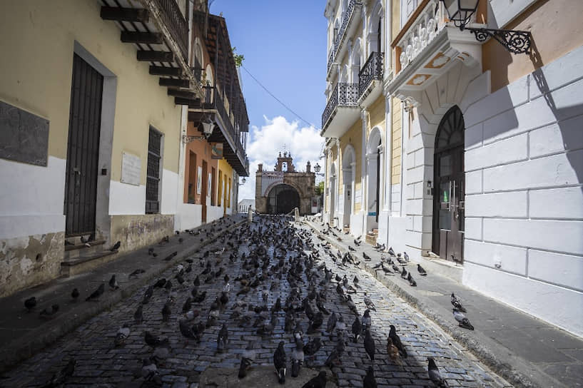 Сан-Хуан, Пуэрто-Рико. Местным голубям теперь не обязательно летать. Они гуляют по мостовой, пока местные жители соблюдают режим самоизоляции 