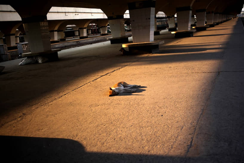 Дакка, Бангладеш. Собака спит на железнодорожном вокзале