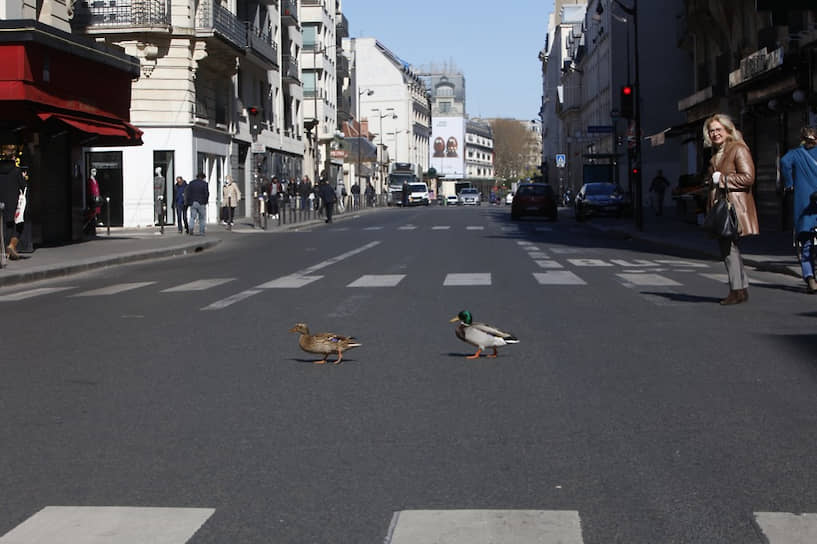 Париж, Франция. Немногочисленные люди, вышедшие на улицы, были удивлены парой диких уток, свободно прогуливавшейся по проезжей части