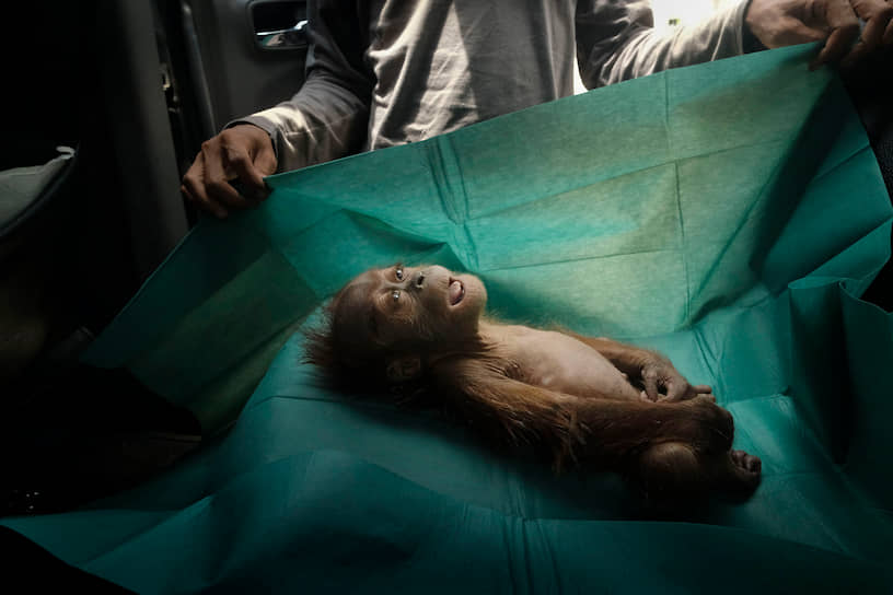 Алан Шредер, снимавший для National Geographic серию об адаптации орангутанов к жизни в дикой природе, стал обладателем награды за одиночный снимок в категории «Природа»