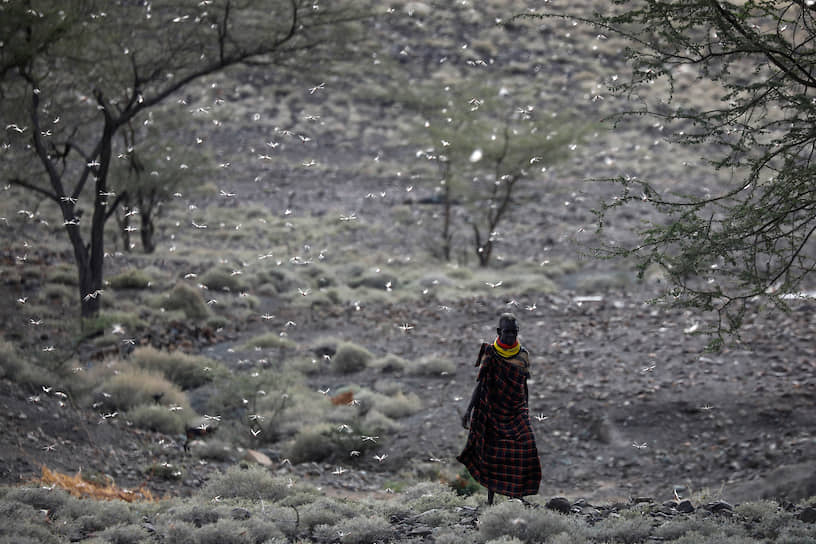Лодвар, Кения. Местный житель, окруженный роем саранчи 