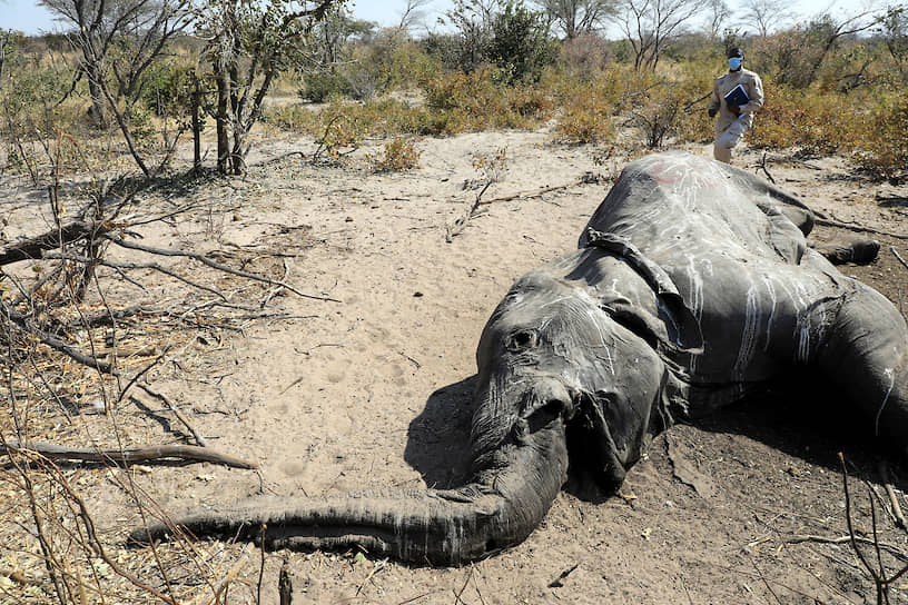 Серонга, Ботсвана. Мертвый слон, найденный ветеринарами