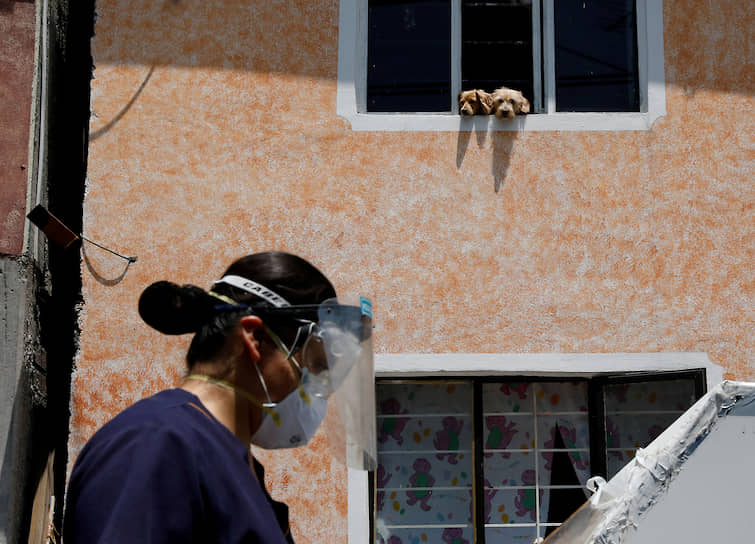 Мехико, Мексика. Собаки смотрят в окно во время проверки медиками местных жителей на коронавирус  
