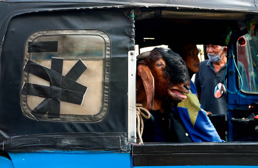 Джакарта, Индонезия. Коза в кузове рикши перед празднованием Курбан-байрама