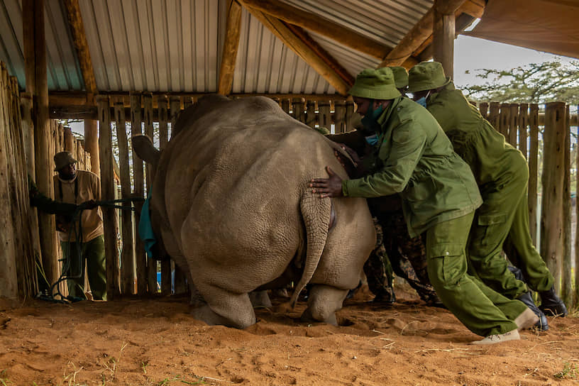 Наньюки, Кения. Носорог в заповеднике