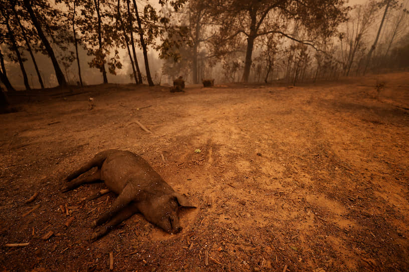 Свинья, погибшая в зоне лесных пожаров