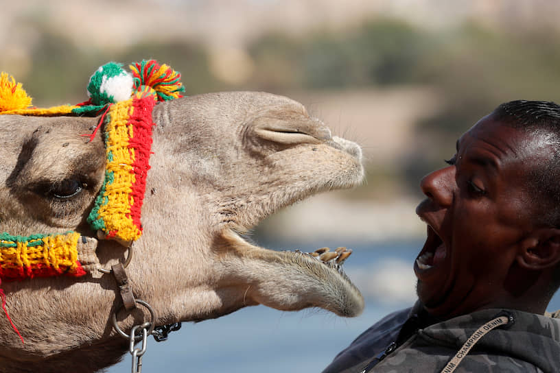 Асуан, Египет. Местный житель играет со своим верблюдом